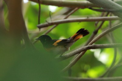 american redstart hen.JPG
