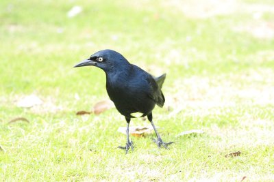 antillean grackle.JPG