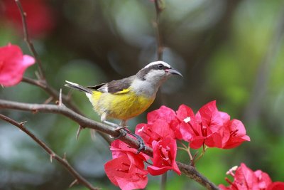 bananaquit.JPG