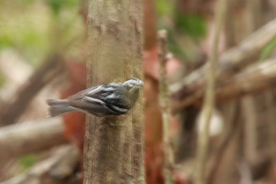 black and white warbler.JPG