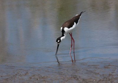 black necked stilt.JPG