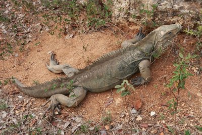 blue iguana.JPG