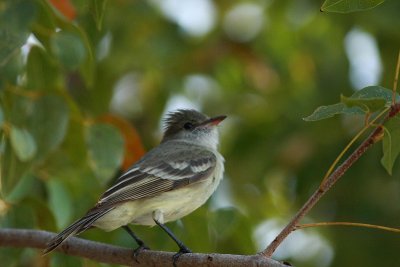 caribbean elaenia.JPG