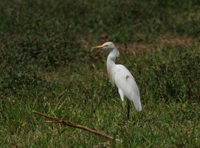cattle egret.JPG