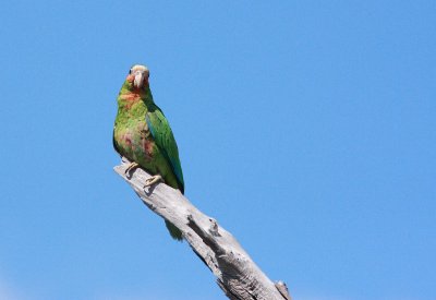 cayman parrot.JPG