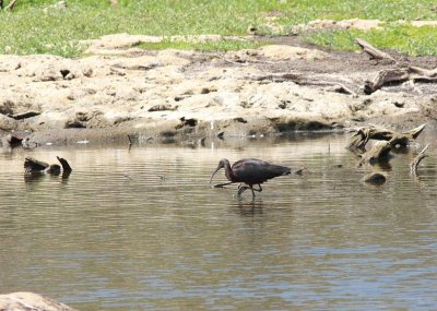 glossy ibis.JPG