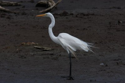 great egret.JPG