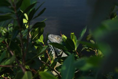 green iguana.JPG