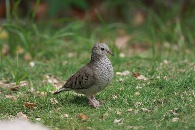 ground dove.JPG