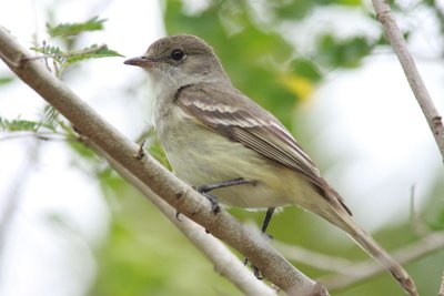 la sangras flycatcher.JPG