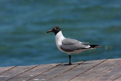 laughing gull.JPG