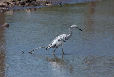 little blue heron juvenile.JPG