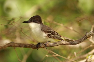 loggerhead kingbird.JPG