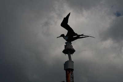 magnificent frigate bird.JPG