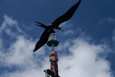 magnificent frigate bird_1.JPG