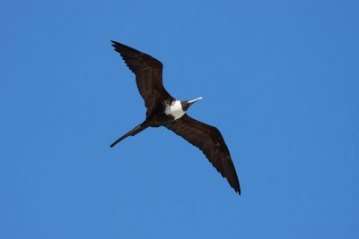 magnificent frigate bird_2.JPG