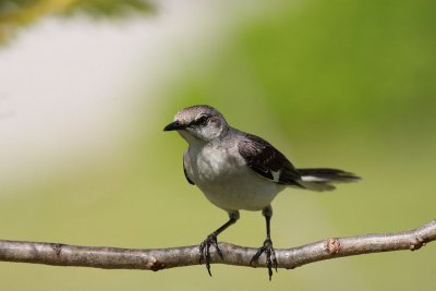 northern mockingbird.JPG