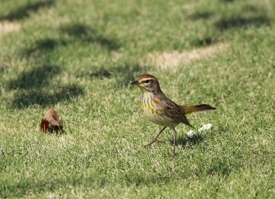 palm warbler_1.JPG