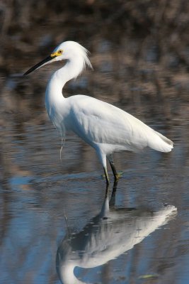snowy egret.JPG