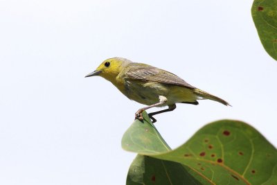 vitteline warbler.JPG
