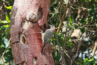 west indian woodpecker.JPG