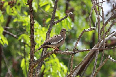 white winged pigeon.JPG