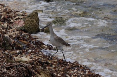 willet.JPG