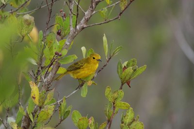 yellow warbler.JPG
