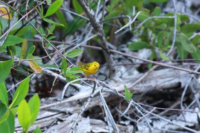 yellow warbler_1.JPG