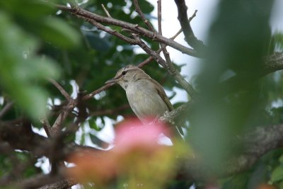 yucatan vireo.JPG