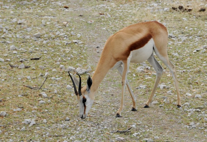 Gazelle d'Afrique / Springbok