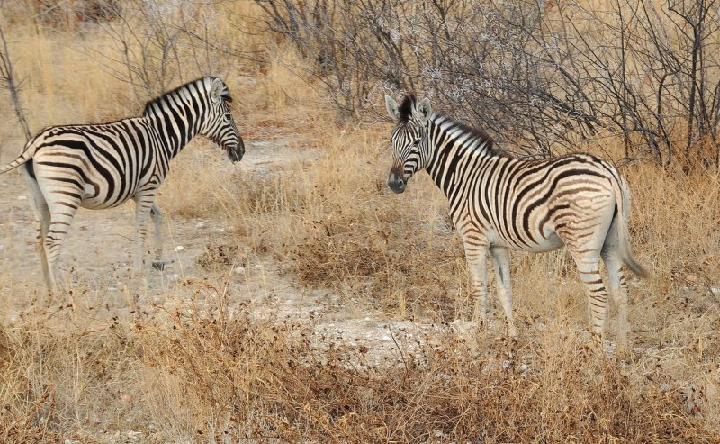 Zbre Burchell / Burchell's zebra