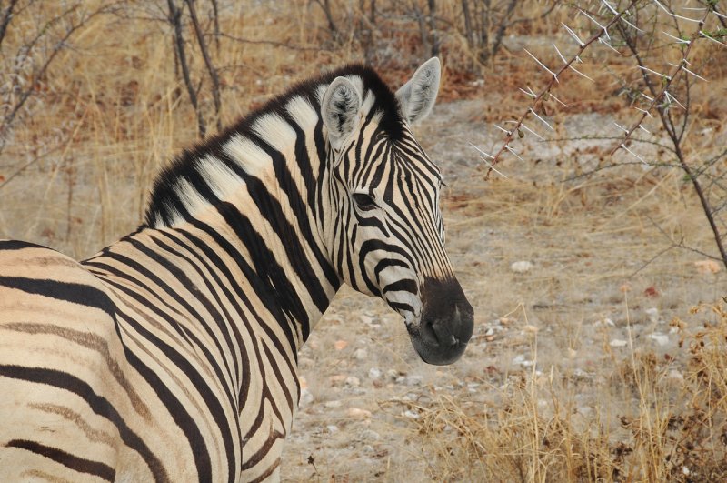 Zbre Burchell / Burchell's zebra