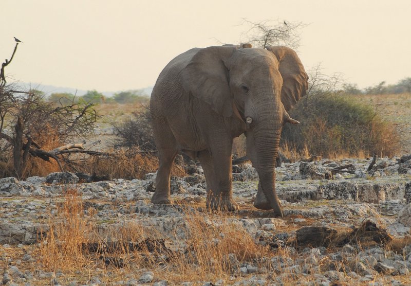 lphant africain / African elephant