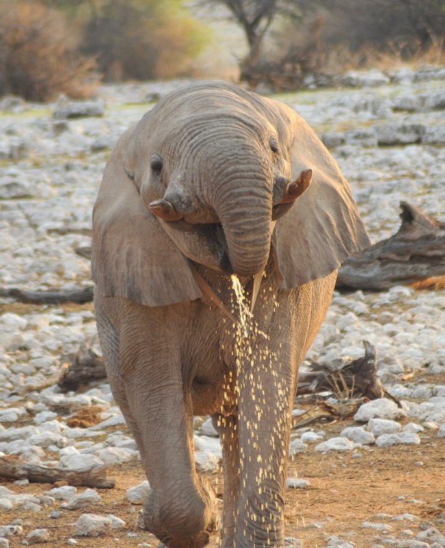 lphant africain / African elephant