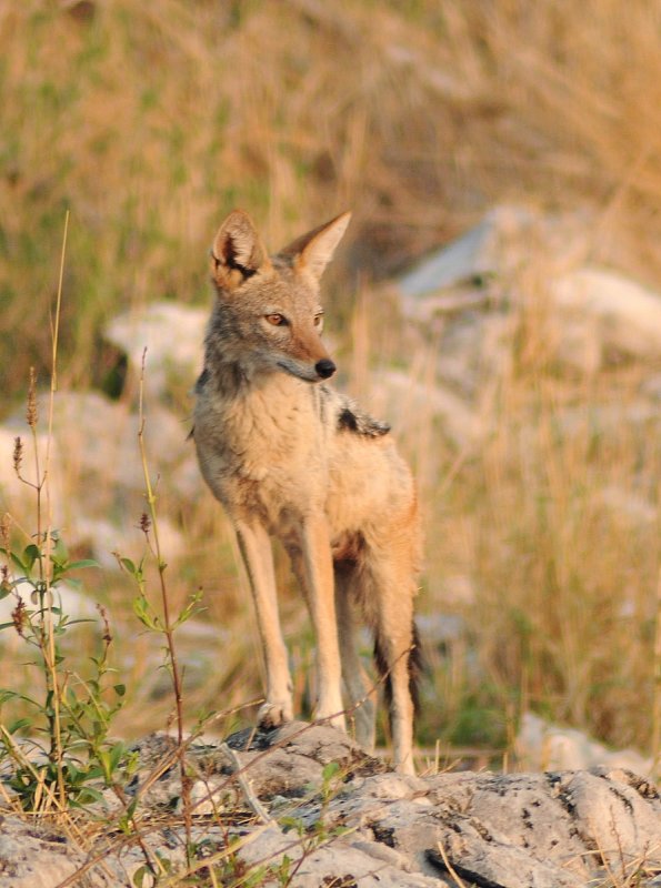 Chacal ray / Sidestriped jackal