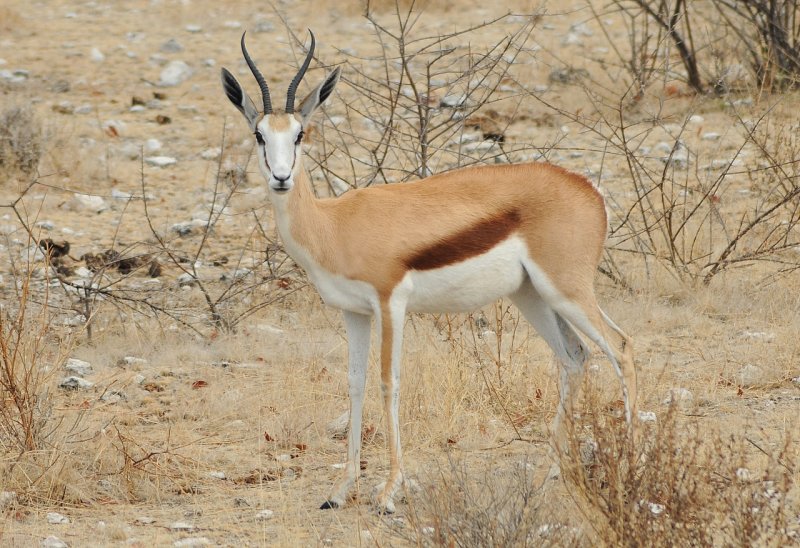 Gazelle d'Afrique / Springbok