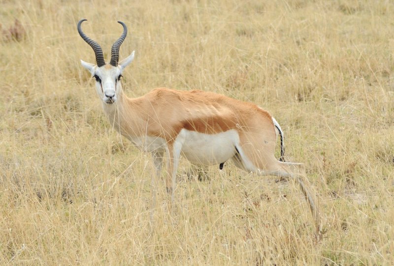 Gazelle d'Afrique / Springbok