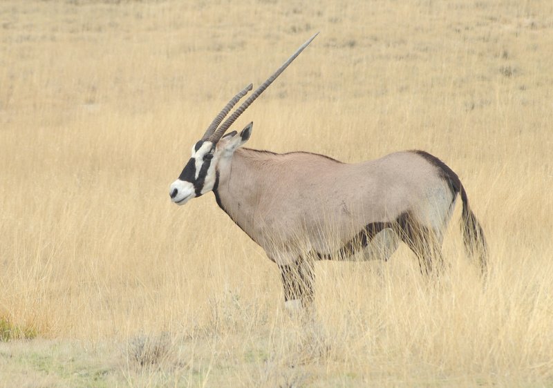 Oryx / Gemsbok