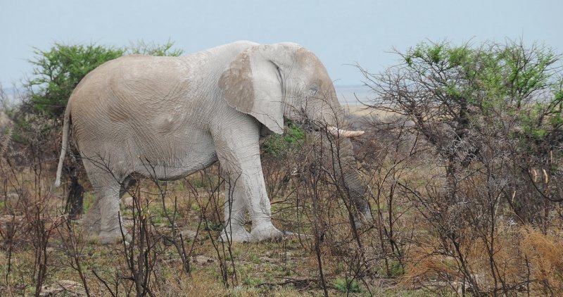 lphant africain / African elephant