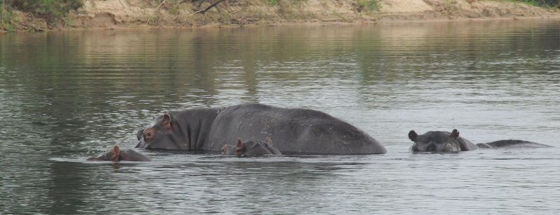 Hippopotames / hippopotamus