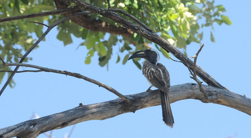 Calao  bec noir / African Grey Hornbill / (Tockus nasutus)