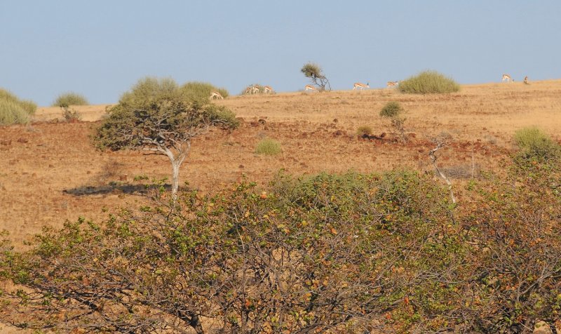 Namibie, Palmwag