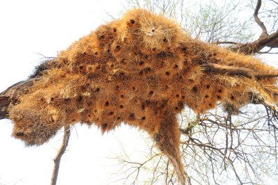 Nid doiseau Rpublicain social  / Sociable weaver bird nest / (Philetairus socius)