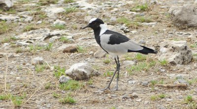 Vanneau arm  / Blacksmith lapwing / (Vanellus armatus)