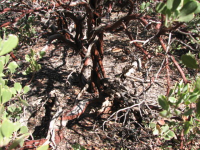 arizona2007 135.jpg