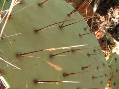 arizona2007 158.jpg