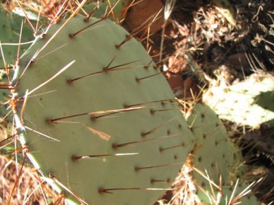 arizona2007 159.jpg