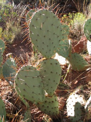 arizona2007 160.jpg