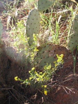 arizona2007 161.jpg